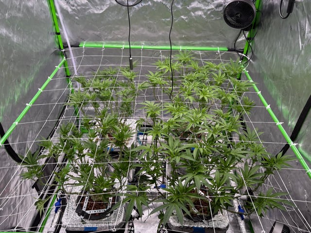 First Grow (Hydro) — flower, day 85