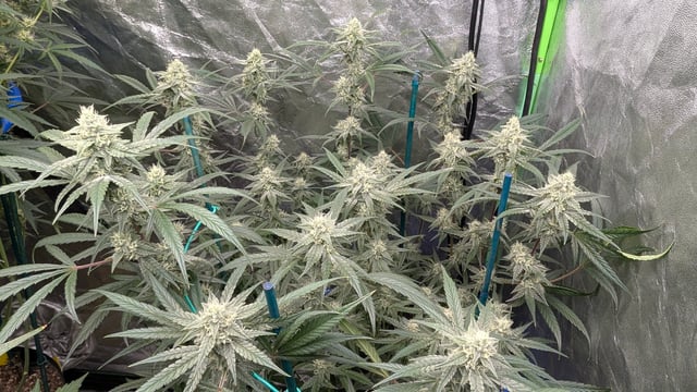 Mixed Grow — flower, day 69