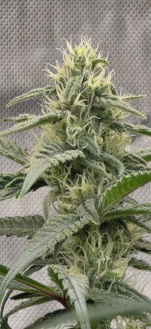 strawberry guava bx — flower, day 2