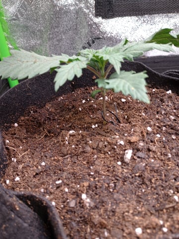 All Aboard!!! — vegetative, day 13