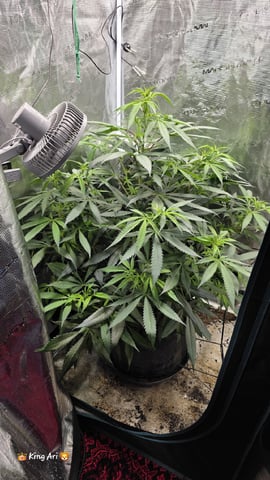 Slightly Stoopid Fruits  — vegetative, day 6