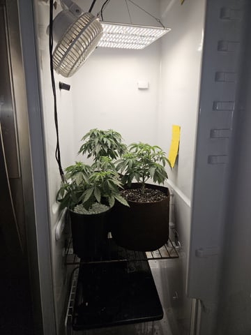 "NO CHEMA CUH" — vegetative, day 44