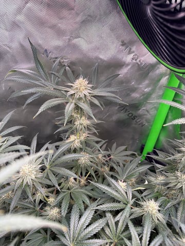 first tent grow — vegetative, day 111