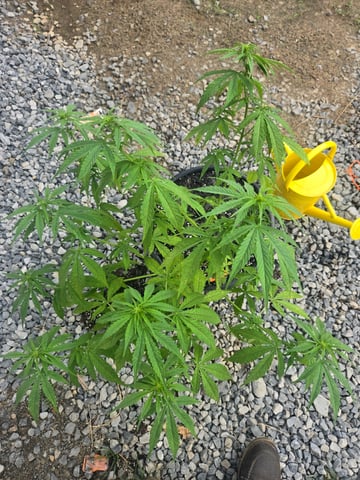 cherry pie  — flower, day 56