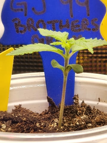 HE1E we GROW  — seedling_rooting, day 32