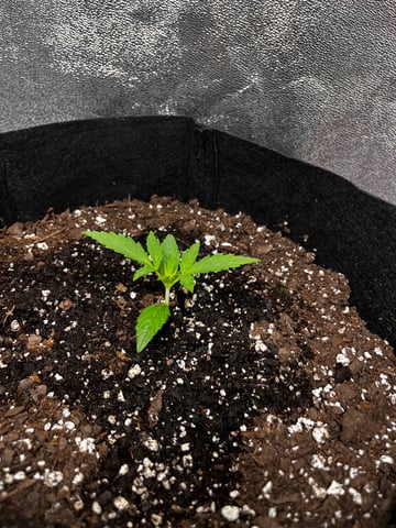 c — vegetative, day 1