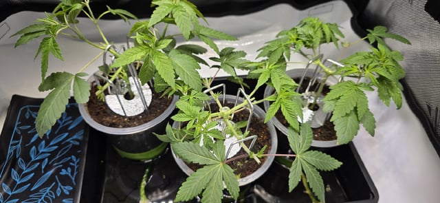 Girl Scout Cookies  — vegetative, day 43