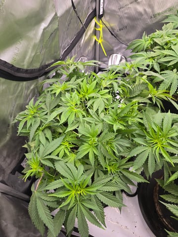 Purple Haze  — vegetative, day 34