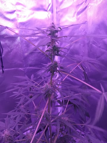 aurora auto — flower, day 71