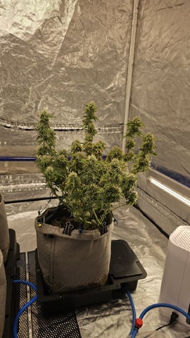 Autos For The Rest Of Winter 🔥🔥😉 — vegetative, day 37
