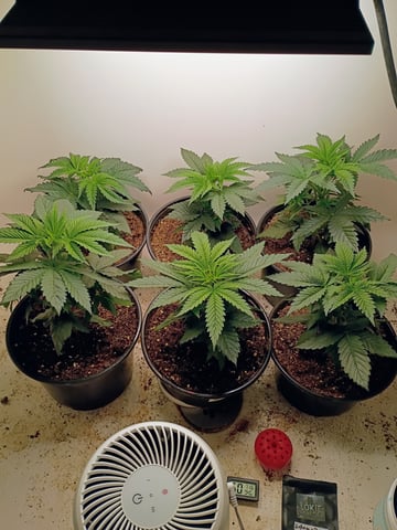 Lokie OG x Permanent Marker — vegetative, day 24