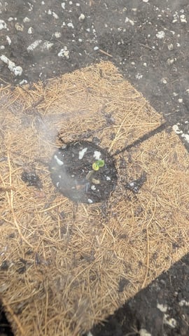 All White Spring Grow — seedling_rooting, day 1