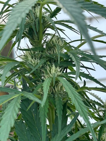 First ever grow — flower, day 69