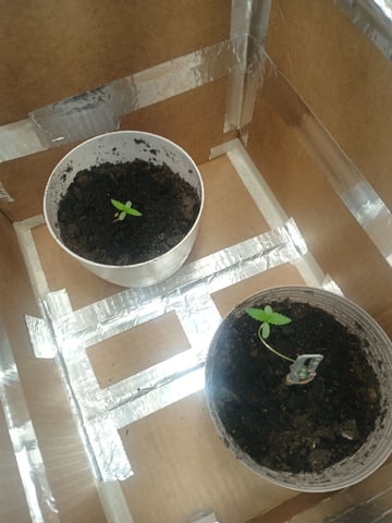 veve — vegetative, day 10