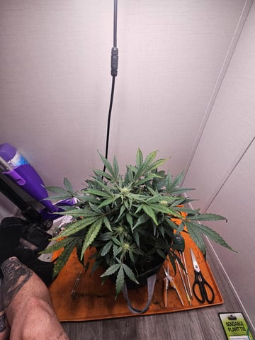 Mango Runtz — flower, day 59