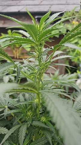 Cheshablue  — flower, day 29