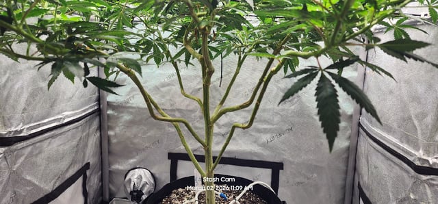 Ohio Lemon G — flower, day 26