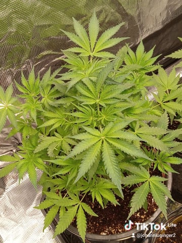 critical purple kush x peyote wifi  in the auto pot system tray 2 grow with added microhazian to the coco coir  — vegetative, day 47