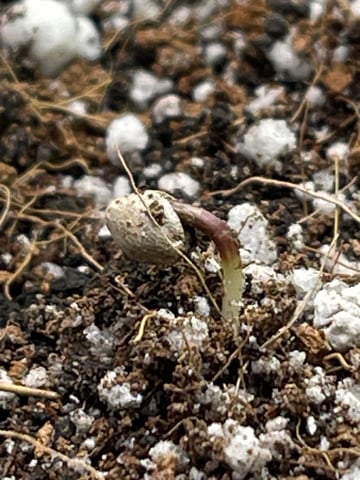 Rippleys OG Auto (Mephisto Genetics) 1st Attempt at Autos — vegetative, day 8