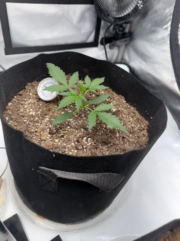 Firstgrow-autoflowers — vegetative, day 18