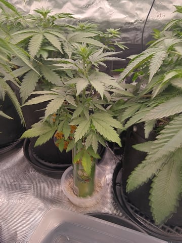 Pickle Rick — vegetative, day 15