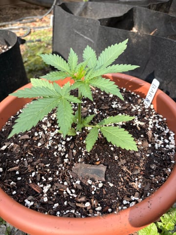 Rc Exotics — vegetative, day 24