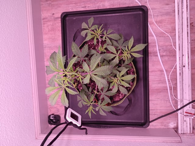 FKAFL — vegetative, day 13