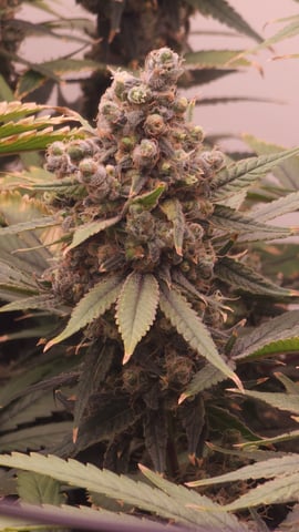 DNA Genetics Kosher Cookies rockwool run round 2 — flower, day 106