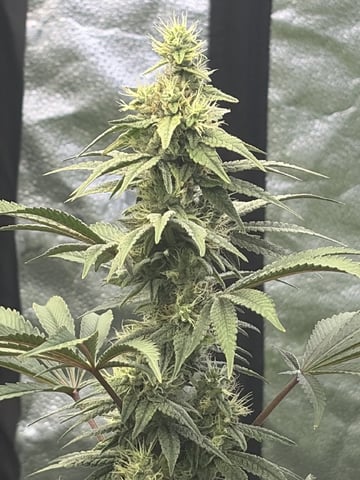 Humboldt, Hella Jelly. Jelly Donut  — flower, day 78