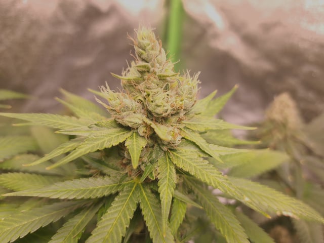 Pineapple Chunk/Runtz — flower, day 129