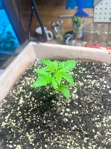 White Widow Twins — vegetative, day 22