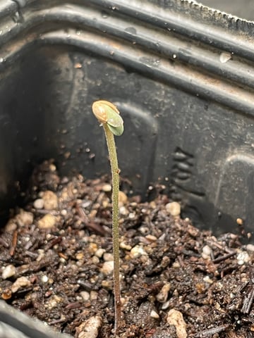Blueberry — germination, day 4