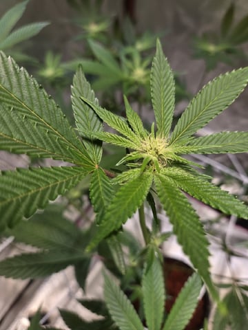 First Indoor Grow