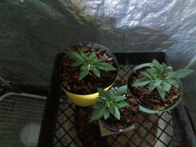 grow