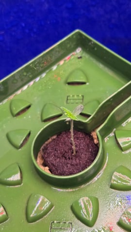 Fastbuds Autoflower Run — seedling_rooting, day 9