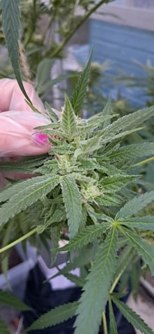 1st grow (green house)(natural) — flower, day 107