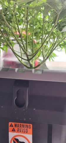 El Chemi Kiwi autoflower  — flower, day 48