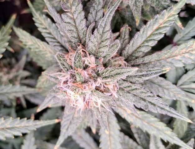 Round 2 — flower, day 60