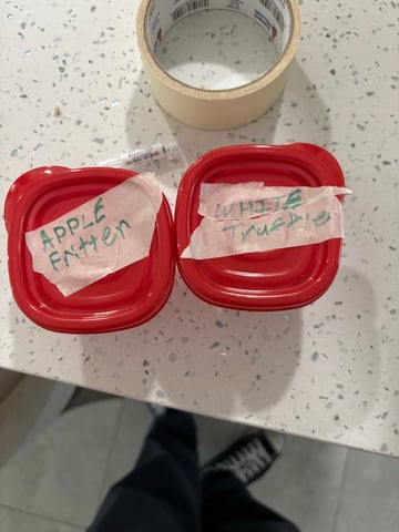 new seeds grow #2 — grow_setup, day 1