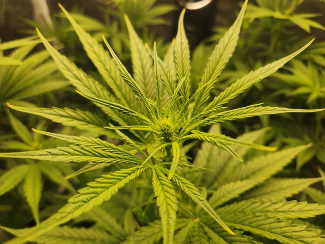 Sour Diesel (started Aug 30th 2025)