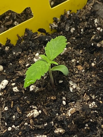 Gorilla Melon — seedling_rooting, day 15