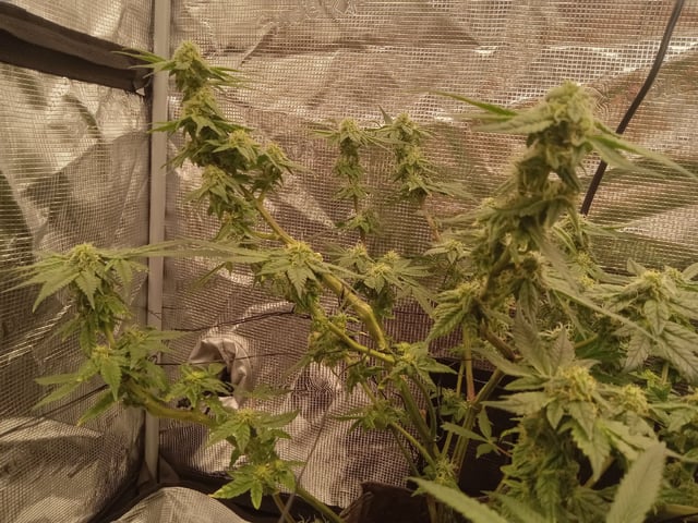 Blueberry critical kush x purple peyote wifi  and one L.a kush cake . — vegetative, day 25