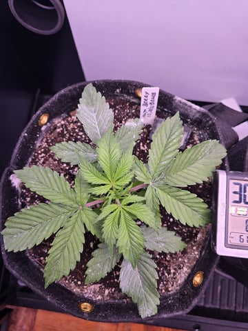 1st Auto Grow (LSD + BrB) - 1st indoor Grow — vegetative, day 22