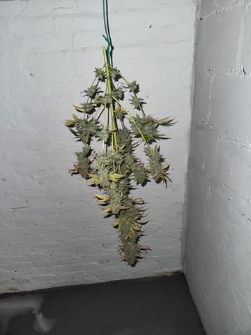 white runtz auto flower — harvest, day 89