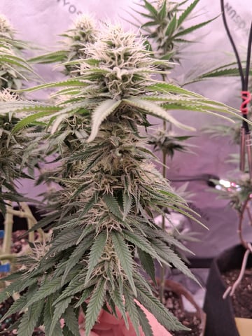 fruity pebbles, cap junky — flower, day 87