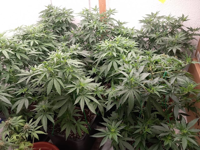 10x Critical Feminisiert from Ganjafarmerseeds  — flower, day 76
