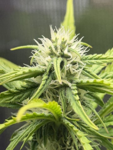 Indoor — flower, day 48