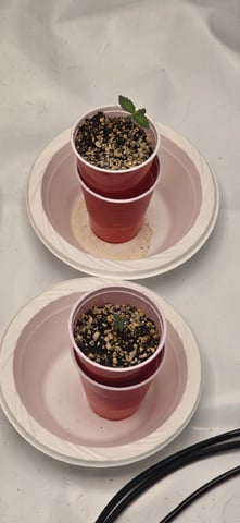 Lime Rian. — seedling_rooting, day 6