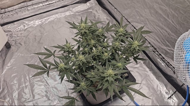 Jelousy Fast(Photo) & Ultra Voilet (Auto) — flower, day 19