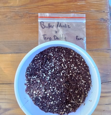 Second grow(Photoperiod) — germination, day 1